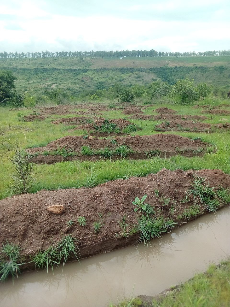 Ethiopian Women Plant 3,000 Acres, Restore Damaged Land - Image 3