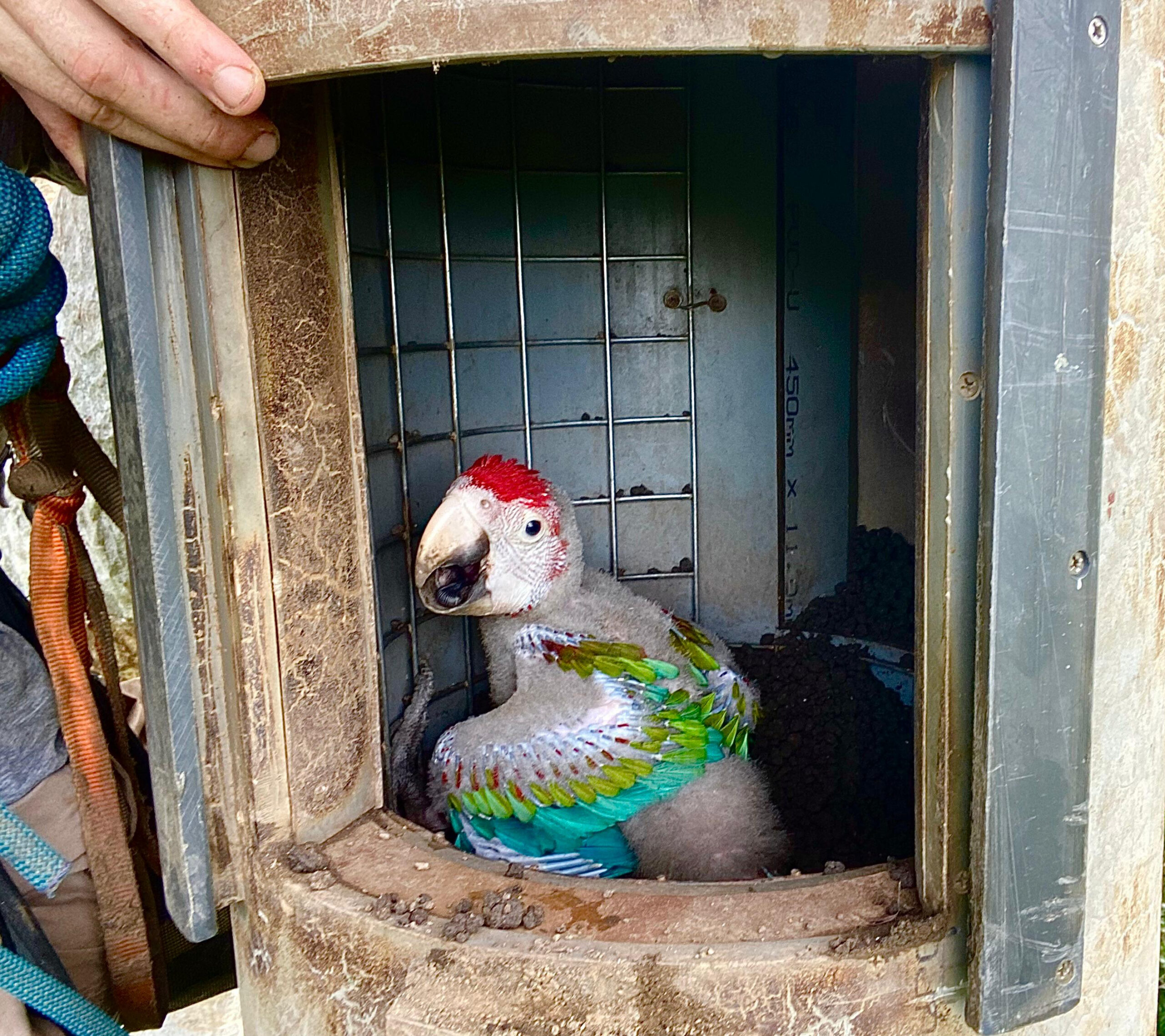 Hidden Cameras Capture Amazon Macaws Raising Their Chick
