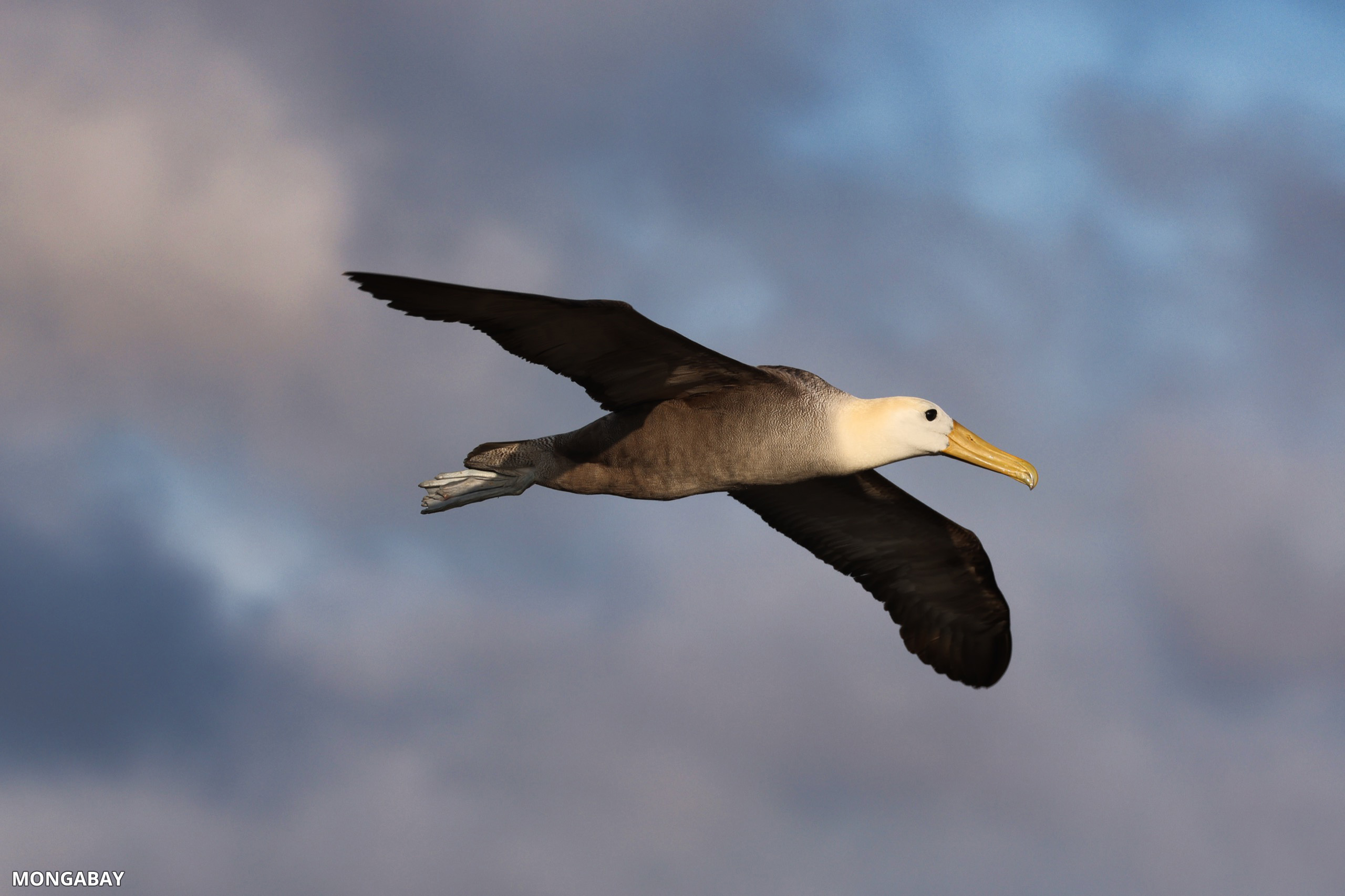 New Ocean Maps Could Save Half of Declining Seabirds