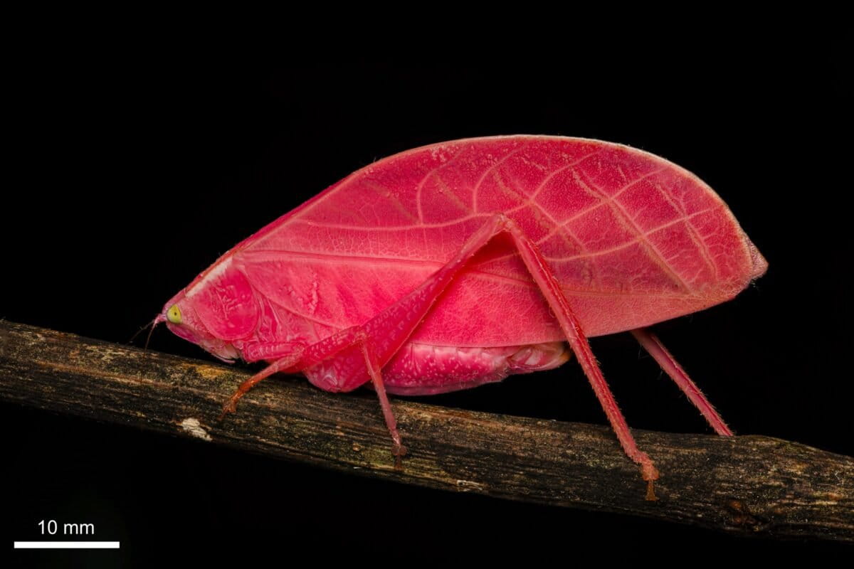 Hot Pink Katydid Changes Colors Like Rainforest Leaves - Image 2