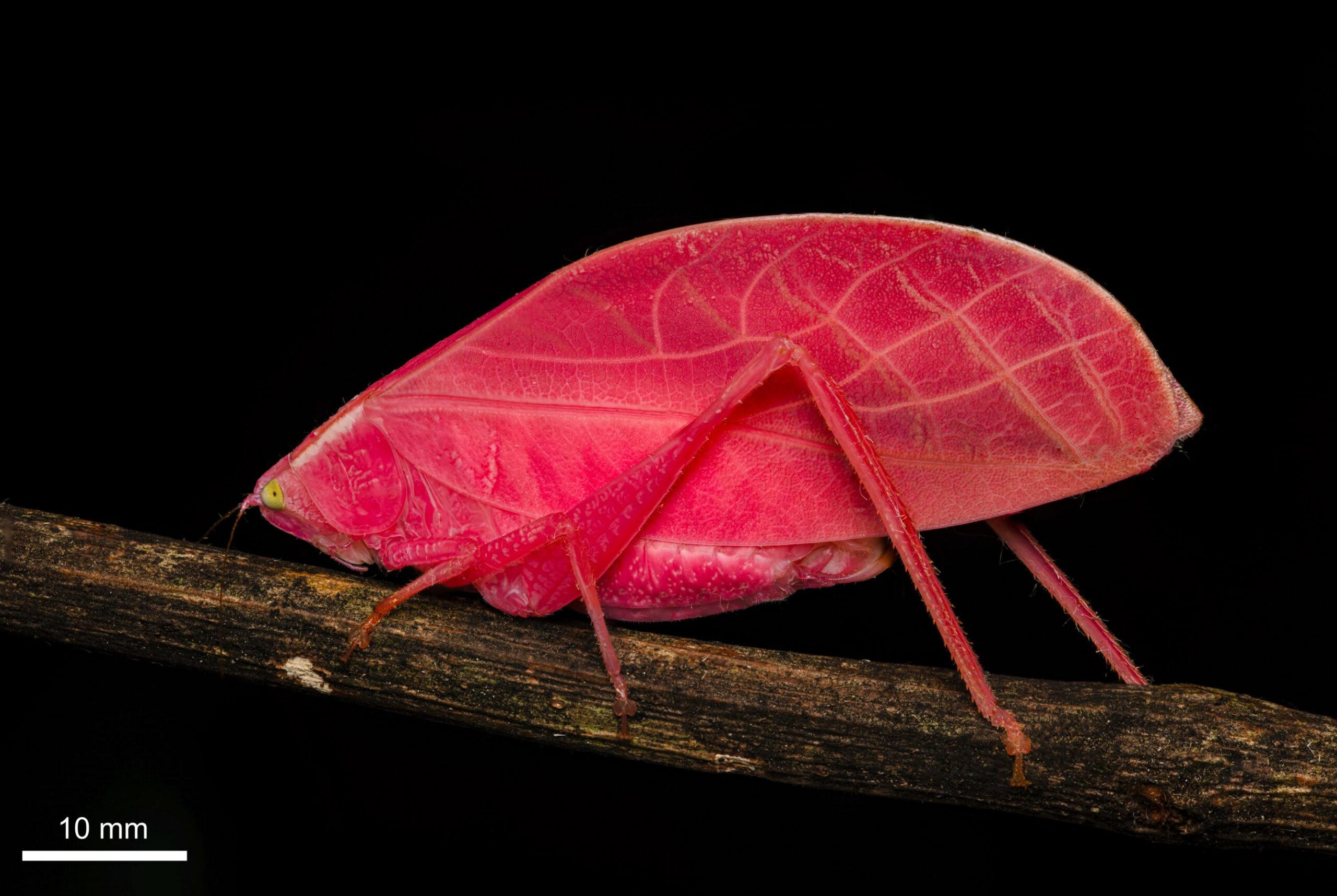 Hot pink katydid insect photographed on dark background in Panama rainforest