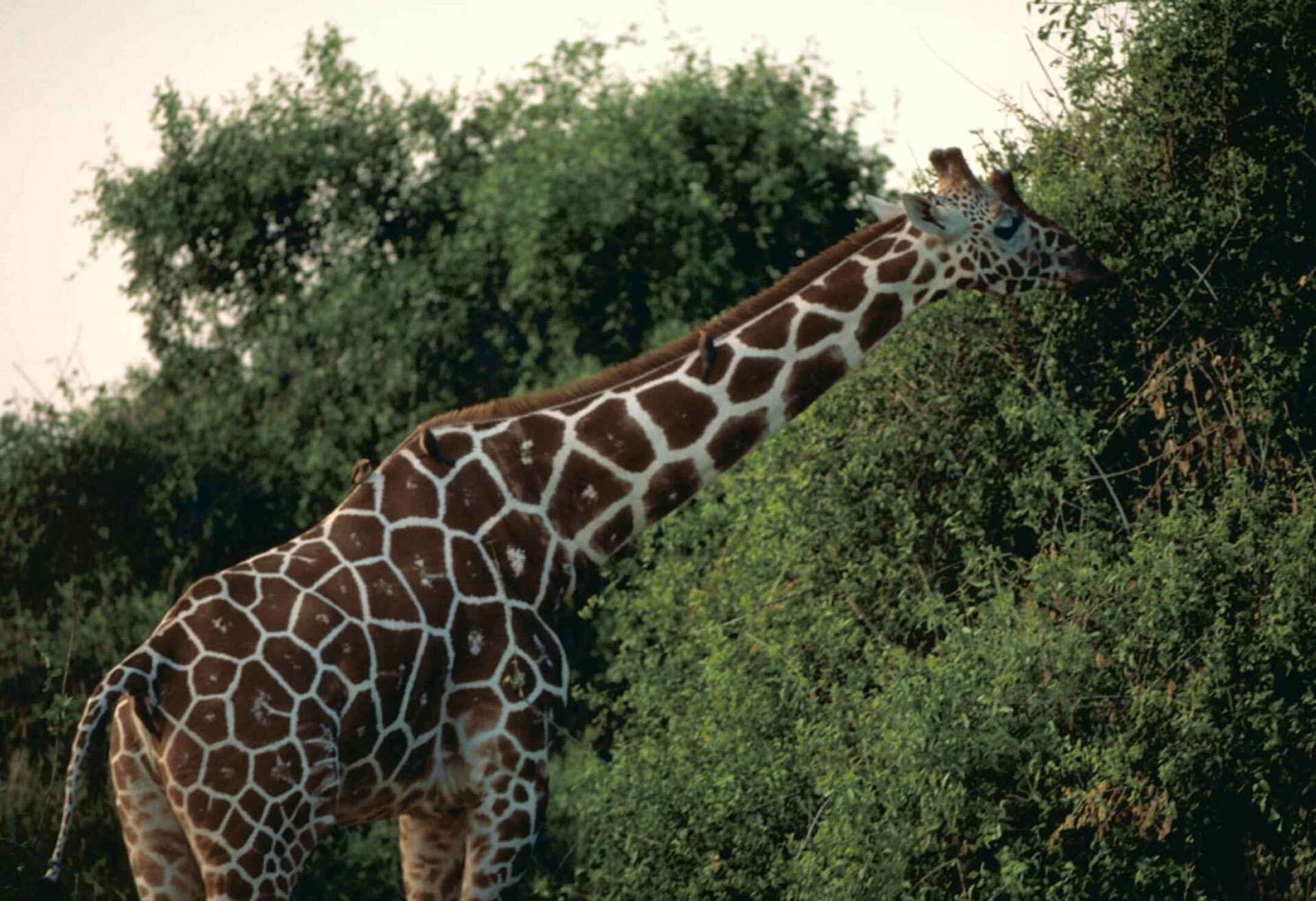 Kenyan Villagers Shield Endangered Giraffes Despite Struggles