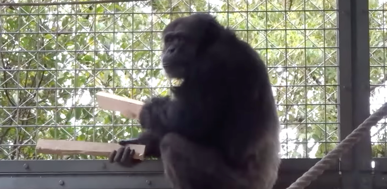 Chimpanzee Rips Up Floor, Drums Like a Musician