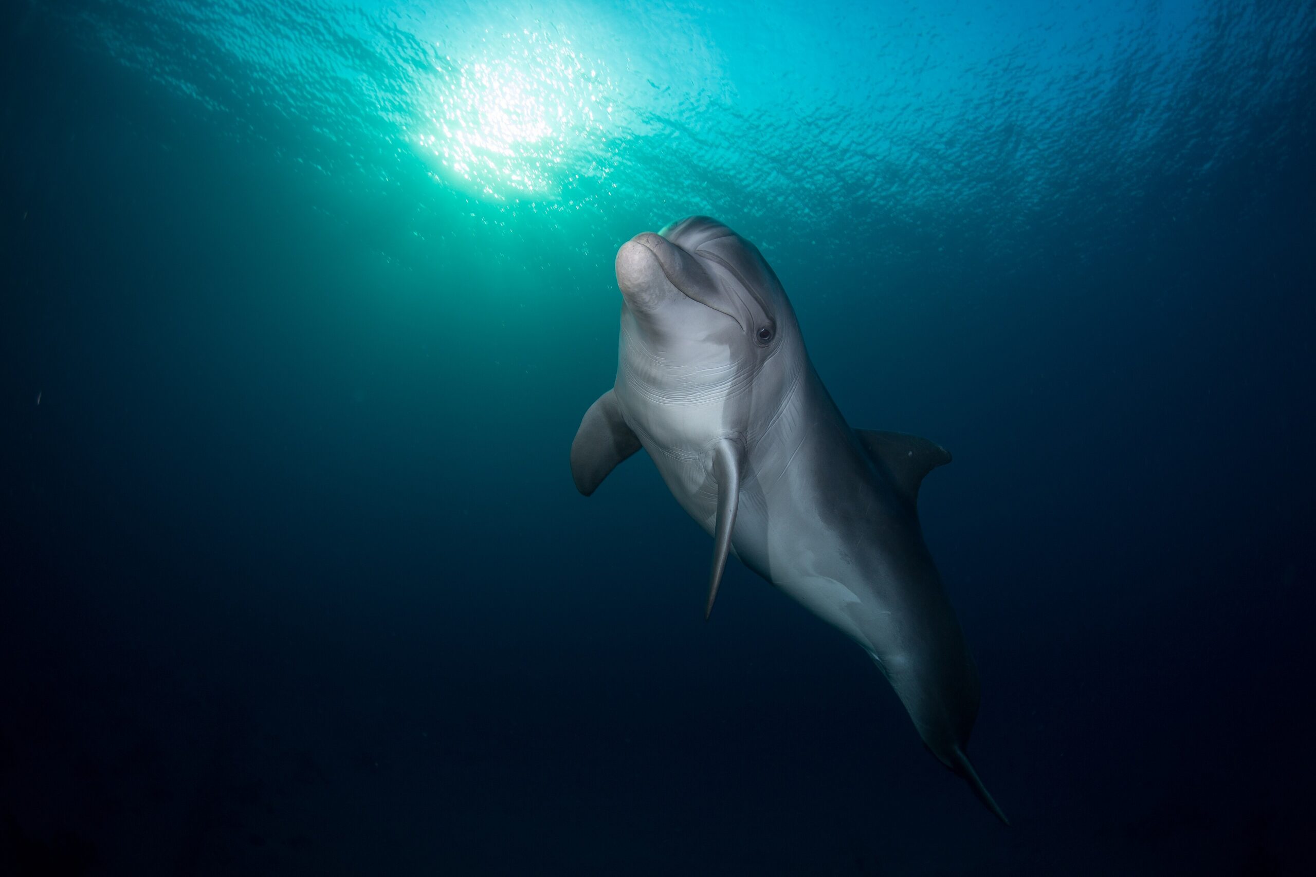 Singapore Resort Ends Wild Dolphin Sourcing Program