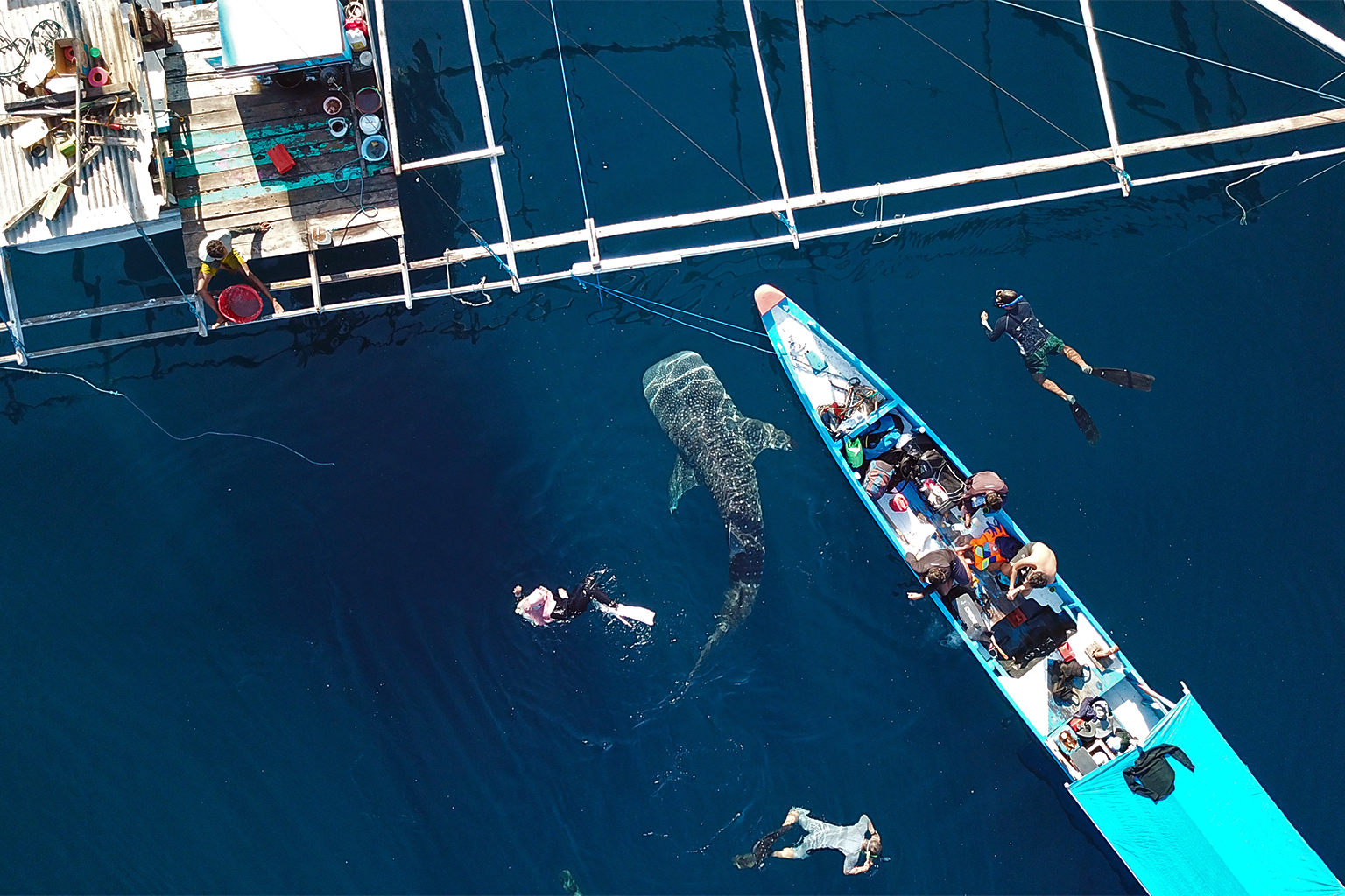 10-Year Whale Shark Study Creates New Protected Area - Image 5