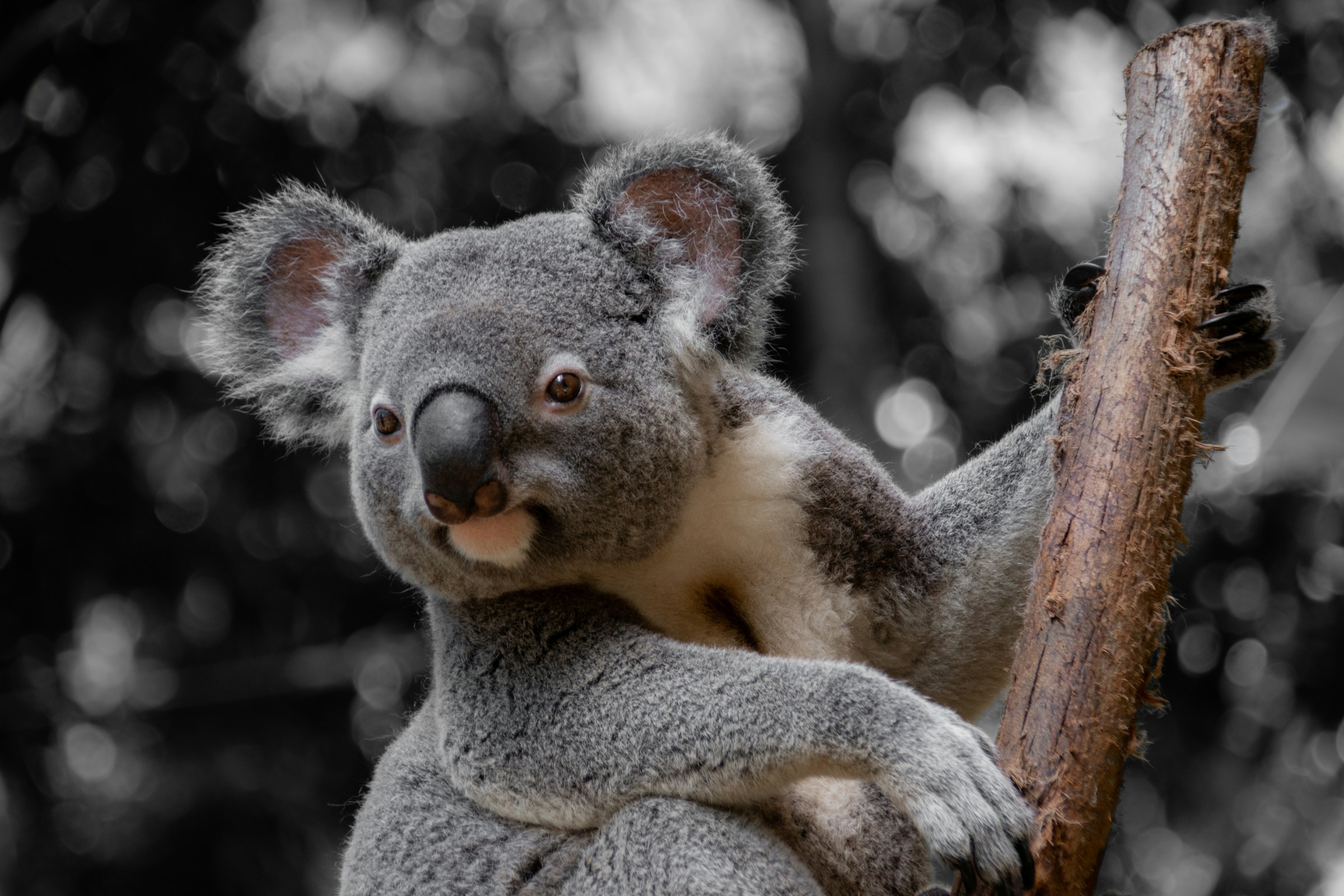 Australia Creates Vast New Park to Save 20% of Koalas