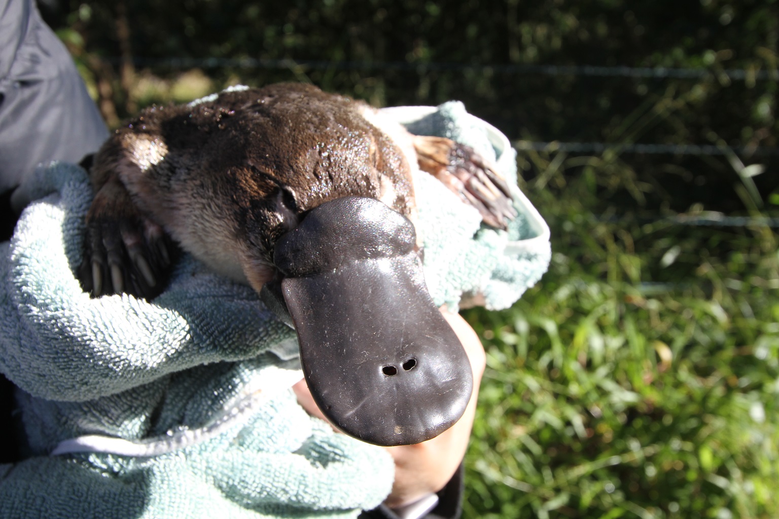 Australia Maps Platypus Survival With New Conservation Plan