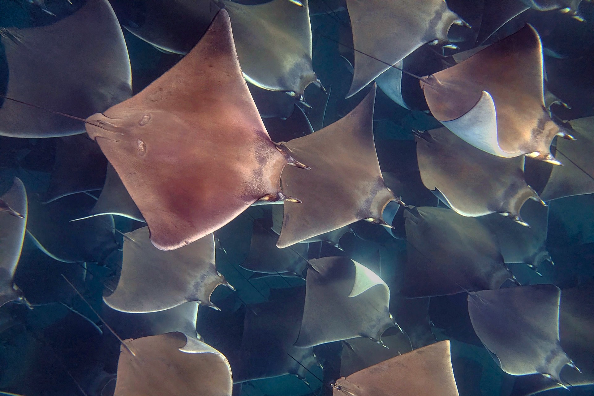 Underwater view of dozens of mobula rays swimming together in clear blue waters off Mexico coast