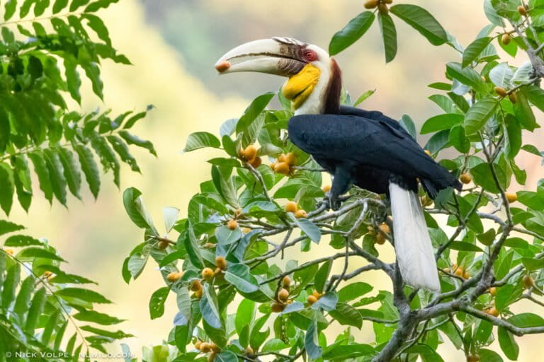 Countries Chart New Path for Wildlife at Armenia Summit - Image 3
