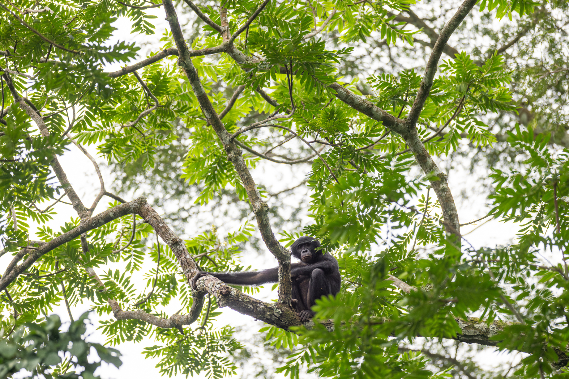 Wild Bonobos in Congo Are Learning to Trust Humans Again - Image 4