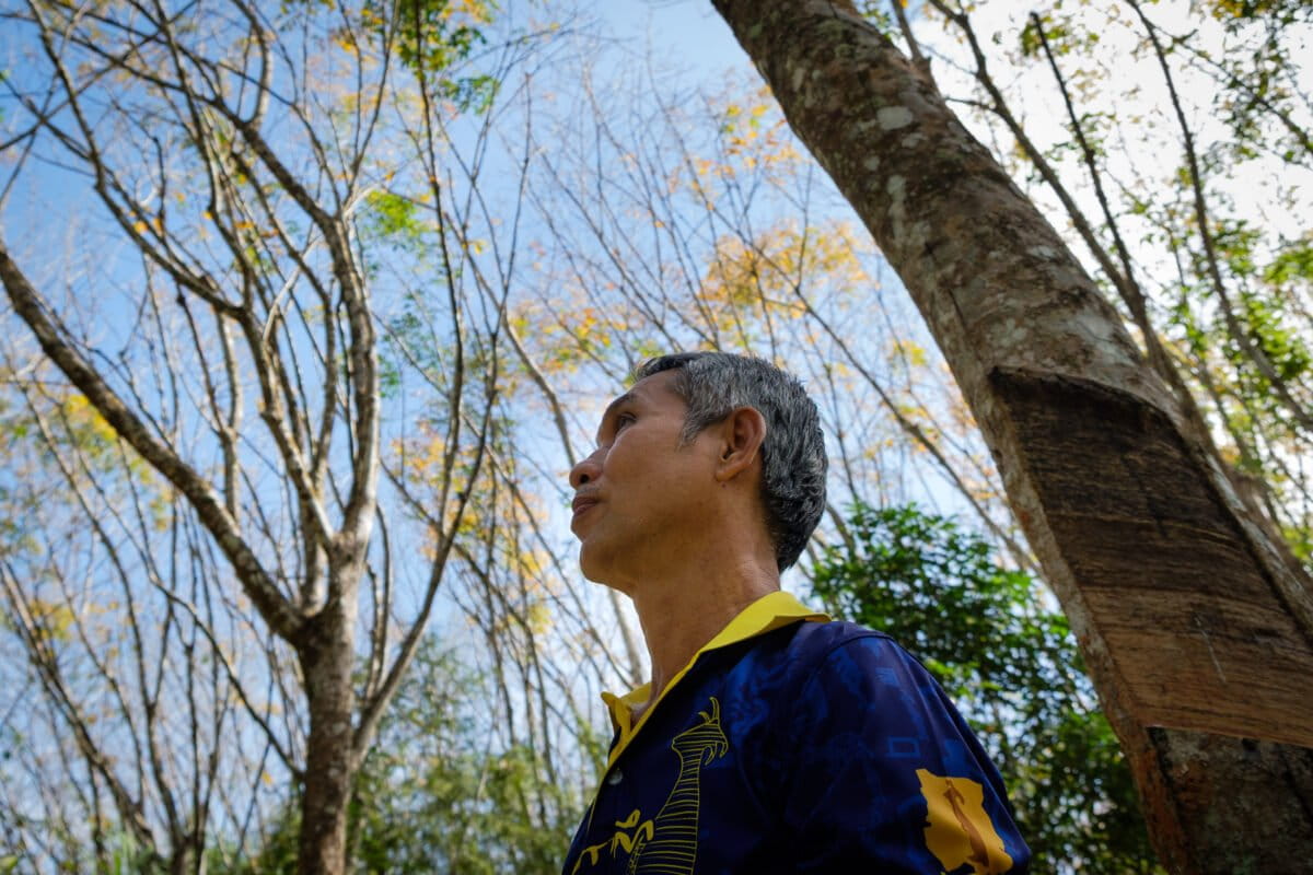 Thailand's Rubber Farmers Get Help Meeting Green Standards - Image 2