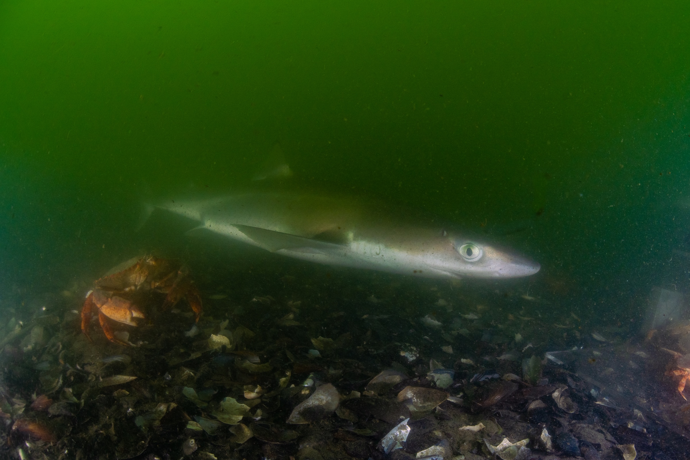 Vancouver Activists Push to Transform Polluted Inlet - Image 5