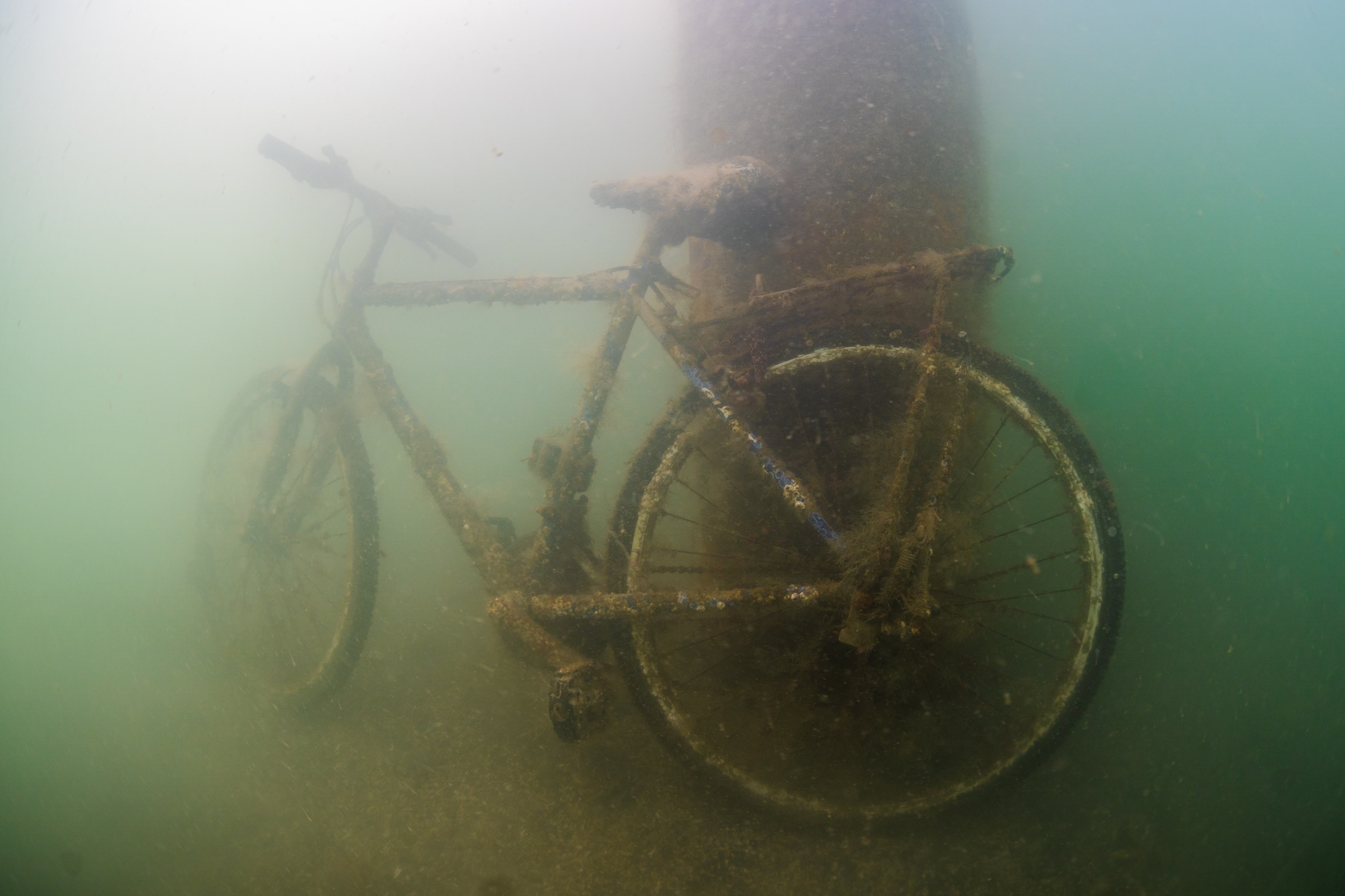Vancouver Activists Push to Transform Polluted Inlet - Image 4