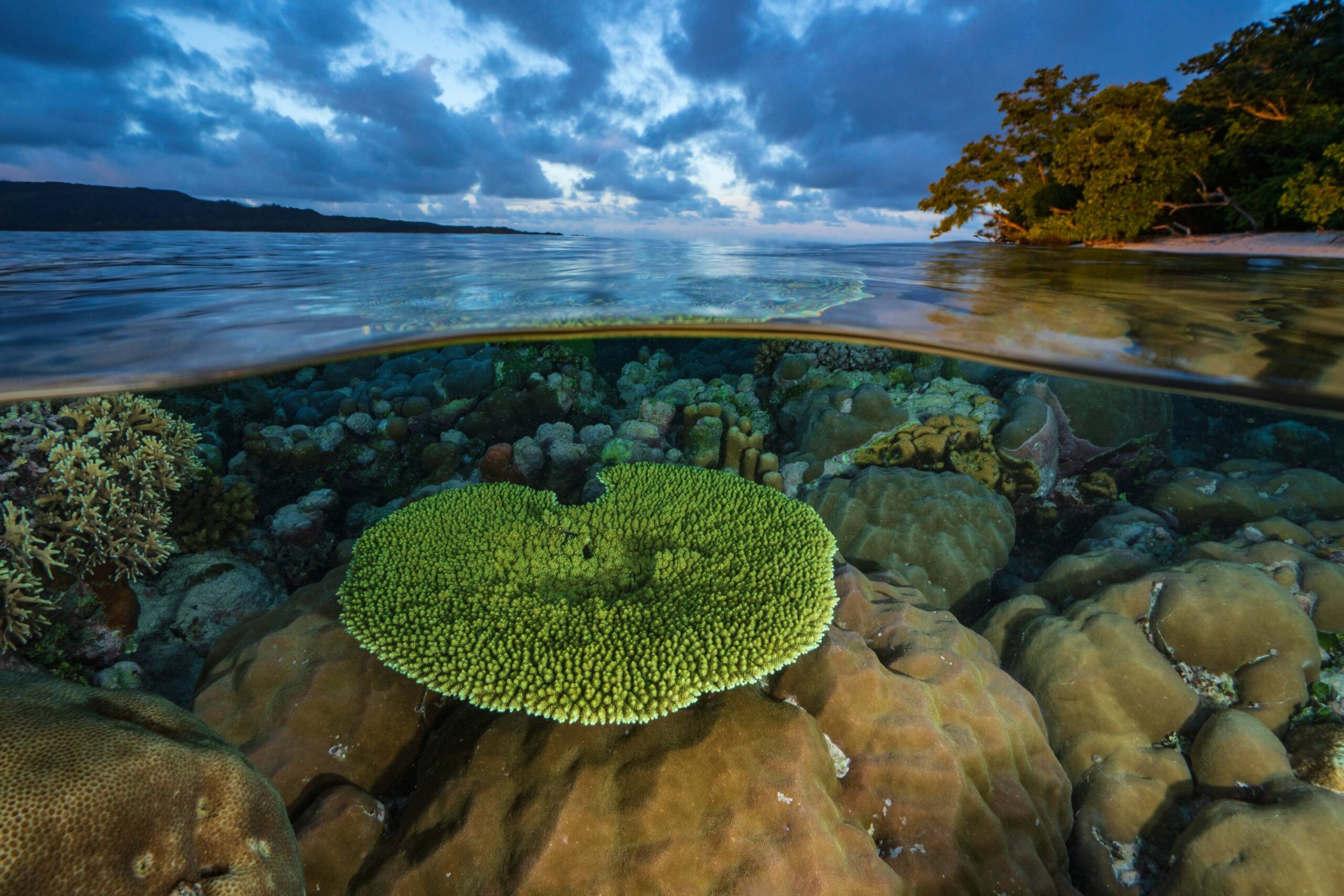 Pacific Islands Unite to Protect Massive Ocean Corridor