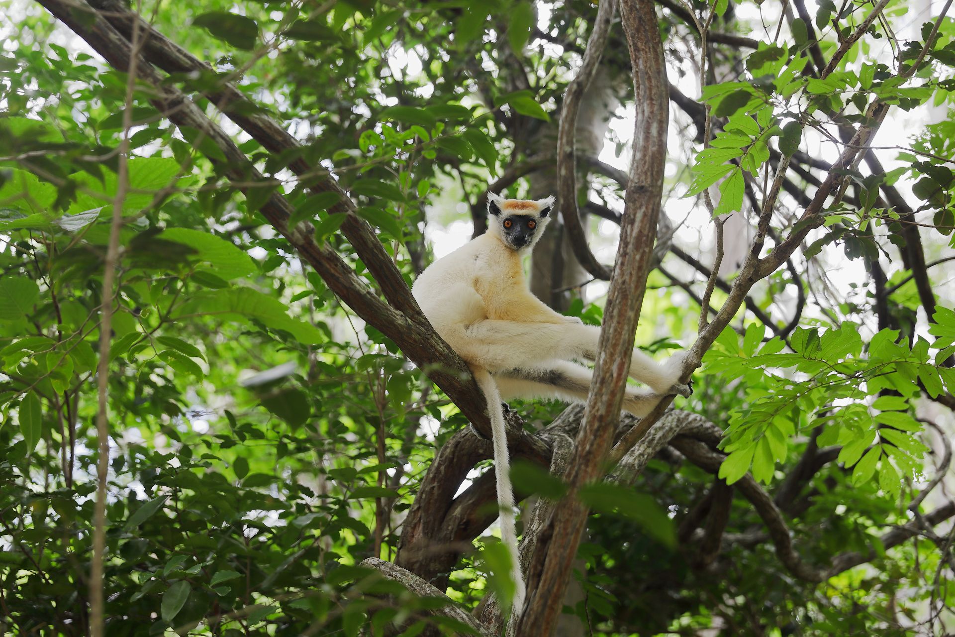 $200M Lifeline for 100 Species on Edge of Extinction