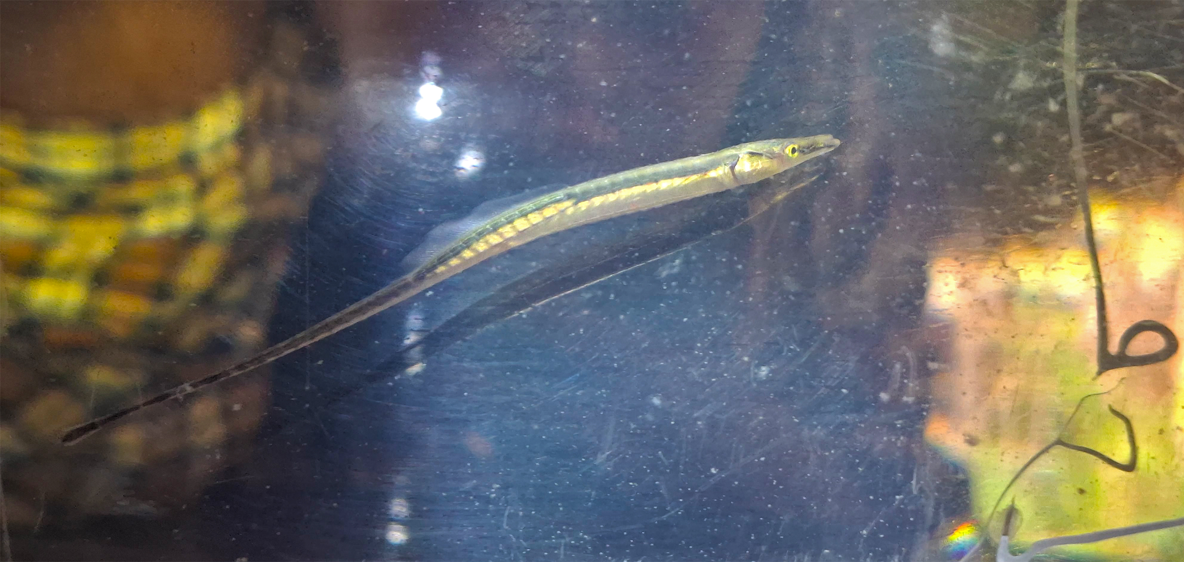 Fisherwoman Finds 'Lost' Pipefish After 40 Years