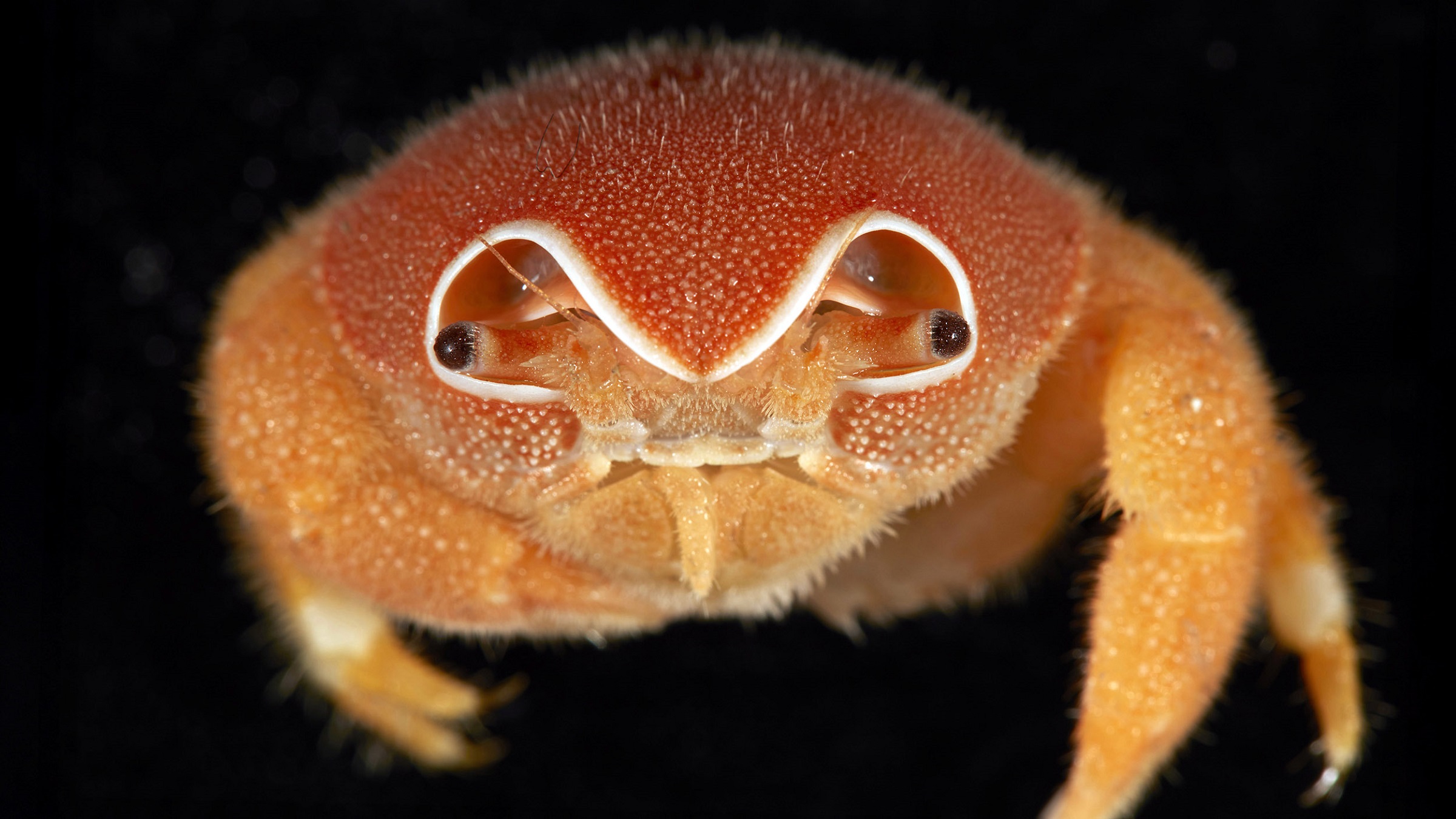 Scientists Find 149 New Species in Indian Ocean Depths