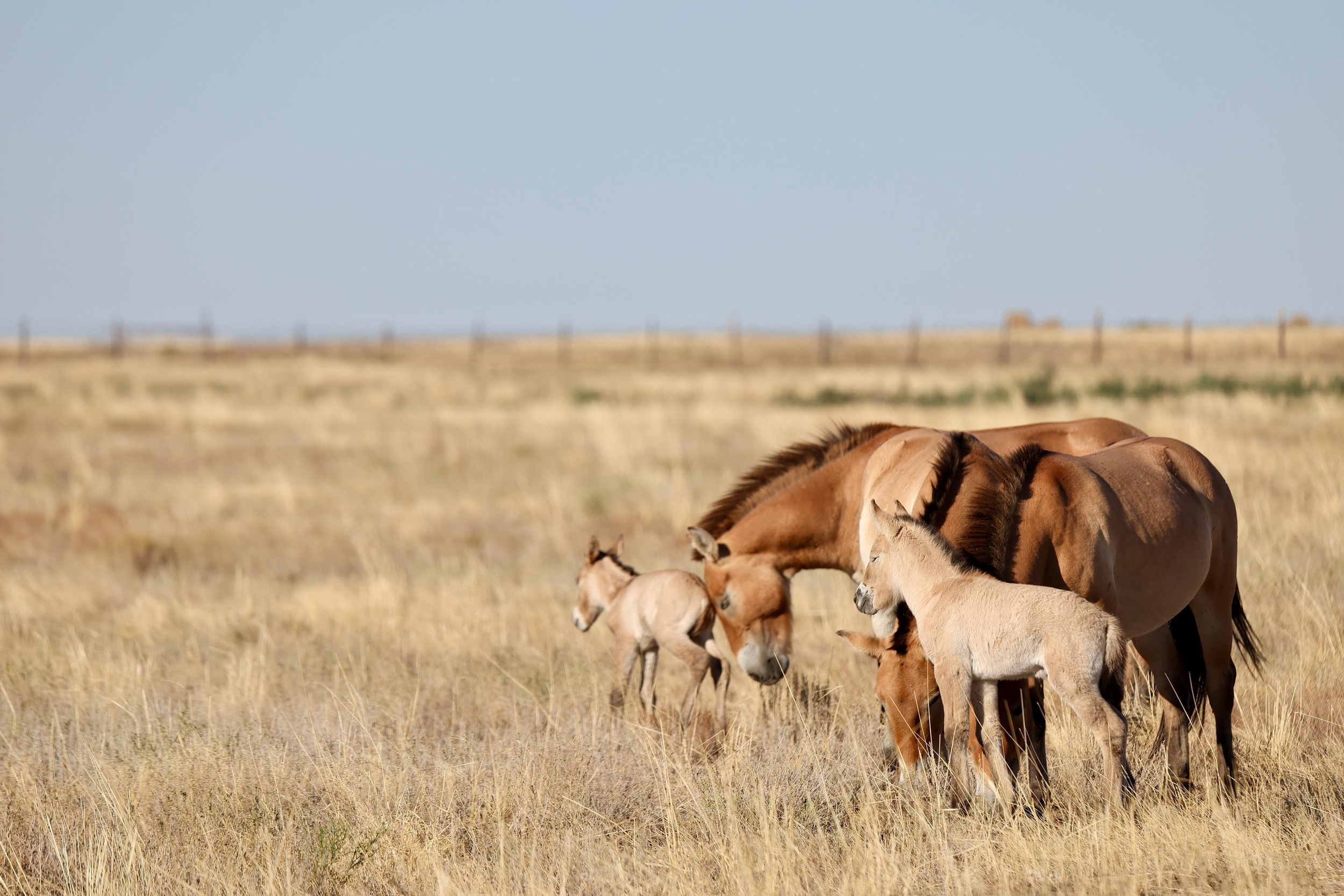 Wild Horses Born in Kazakhstan After 200-Year Gap