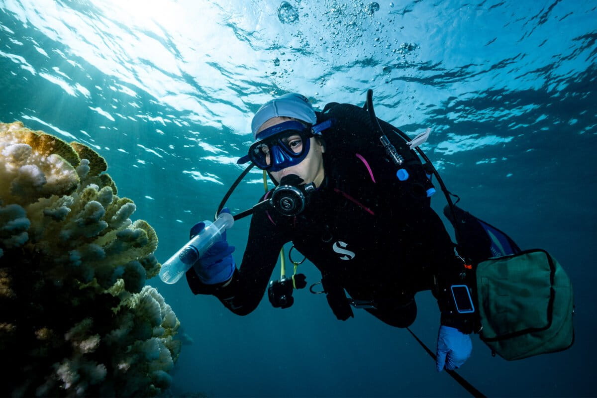 Red Sea Corals Saved from Bleaching with Probiotics - Image 2
