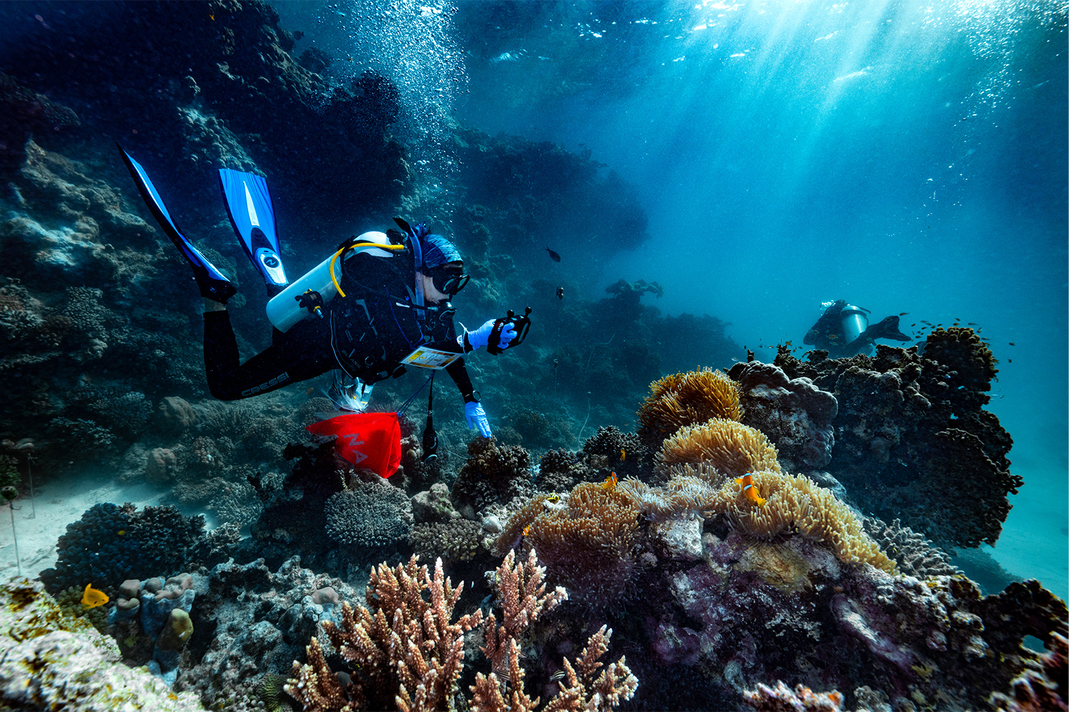 Red Sea Corals Saved from Bleaching with Probiotics - Image 5