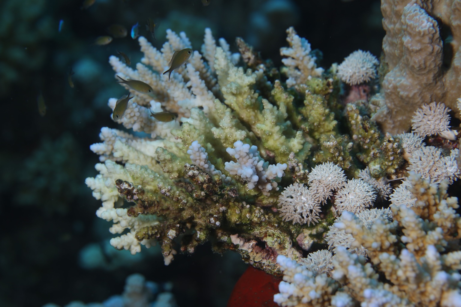 Red Sea Corals Saved from Bleaching with Probiotics - Image 4