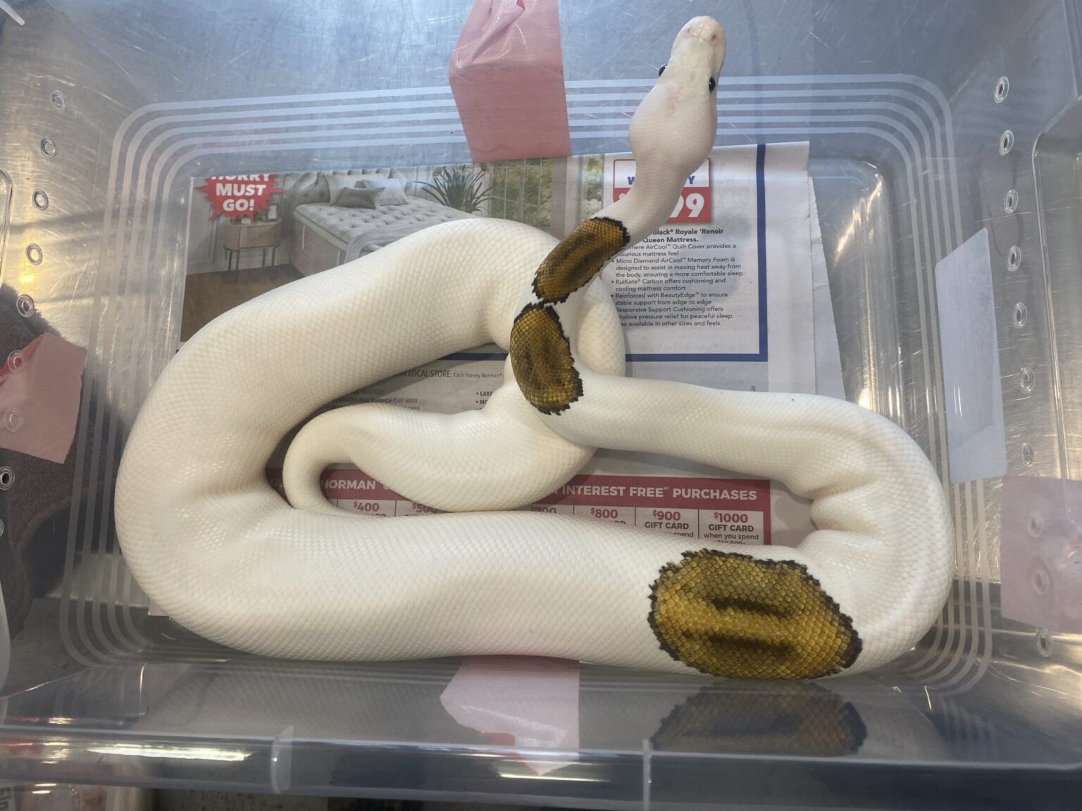 Australia's New EPA Makes First Bust, Saves 28 Reptiles