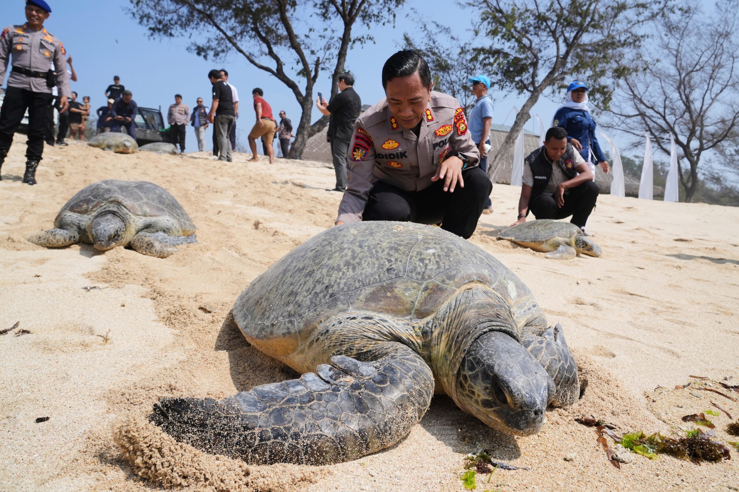 Bali Police Save 20 Sea Turtles From Smugglers