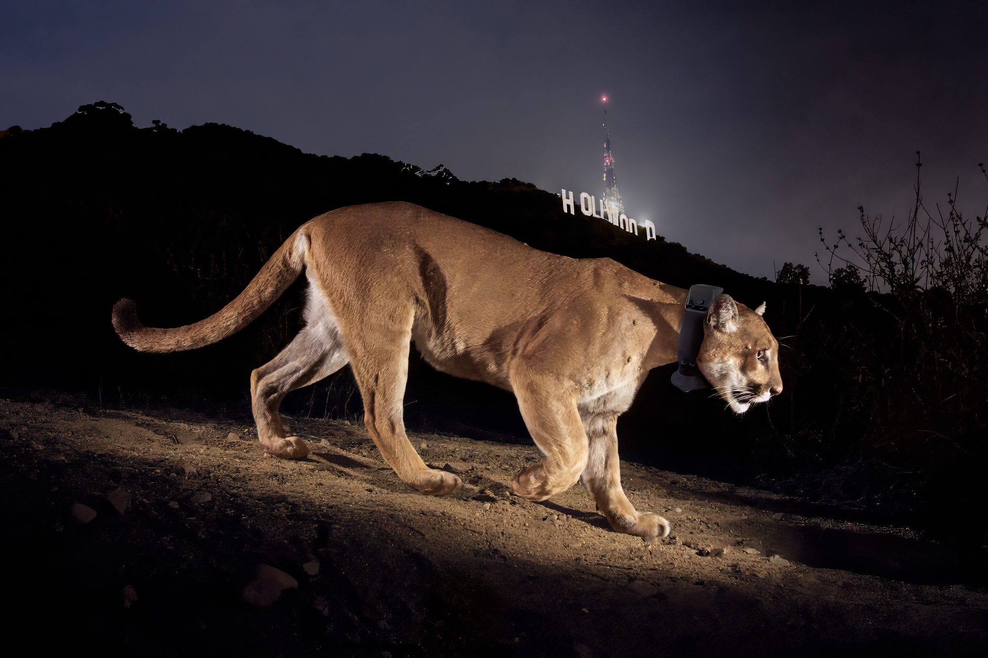 Wildlife Duo's Photos Help Protect Big Cats Worldwide