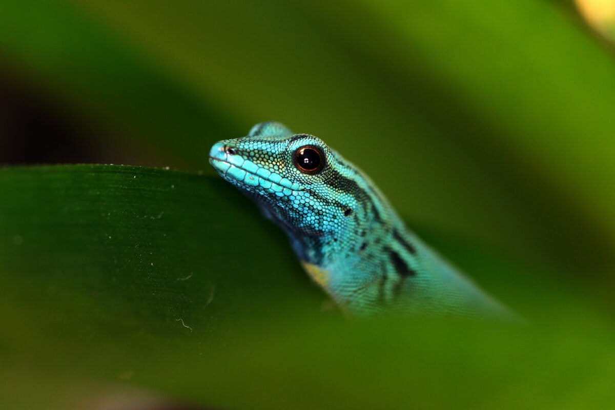 Tanzania's Electric-Blue Gecko Bounces Back from Near Extinction - Image 2