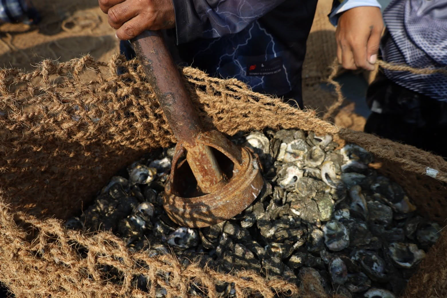 Philippine Village Stops Floods With Bamboo and Shells - Image 5