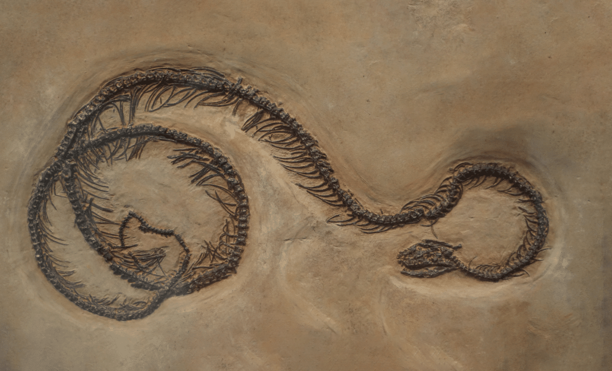 Ancient fossilized python vertebra discovered in Taiwan compared to modern python skeleton
