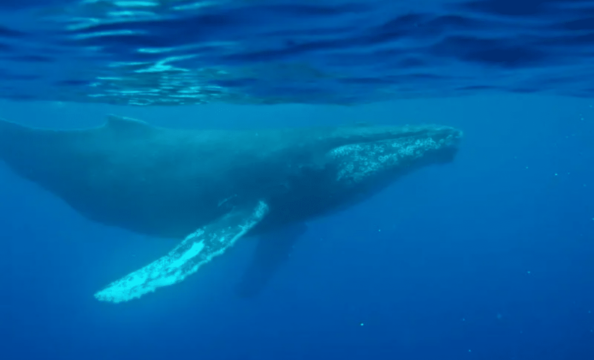 1949 Whale Song Recording Reveals Ocean's Quieter Past