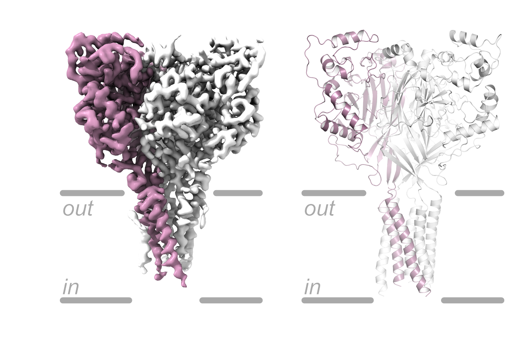 OHSU Maps Brain Protein That Could Stop Stroke Damage