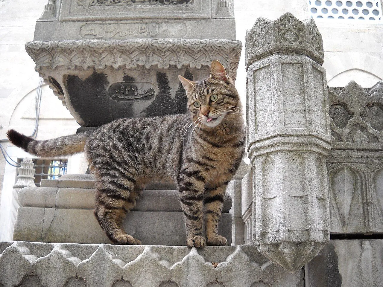 Istanbul's 250,000 Street Cats Set World Record