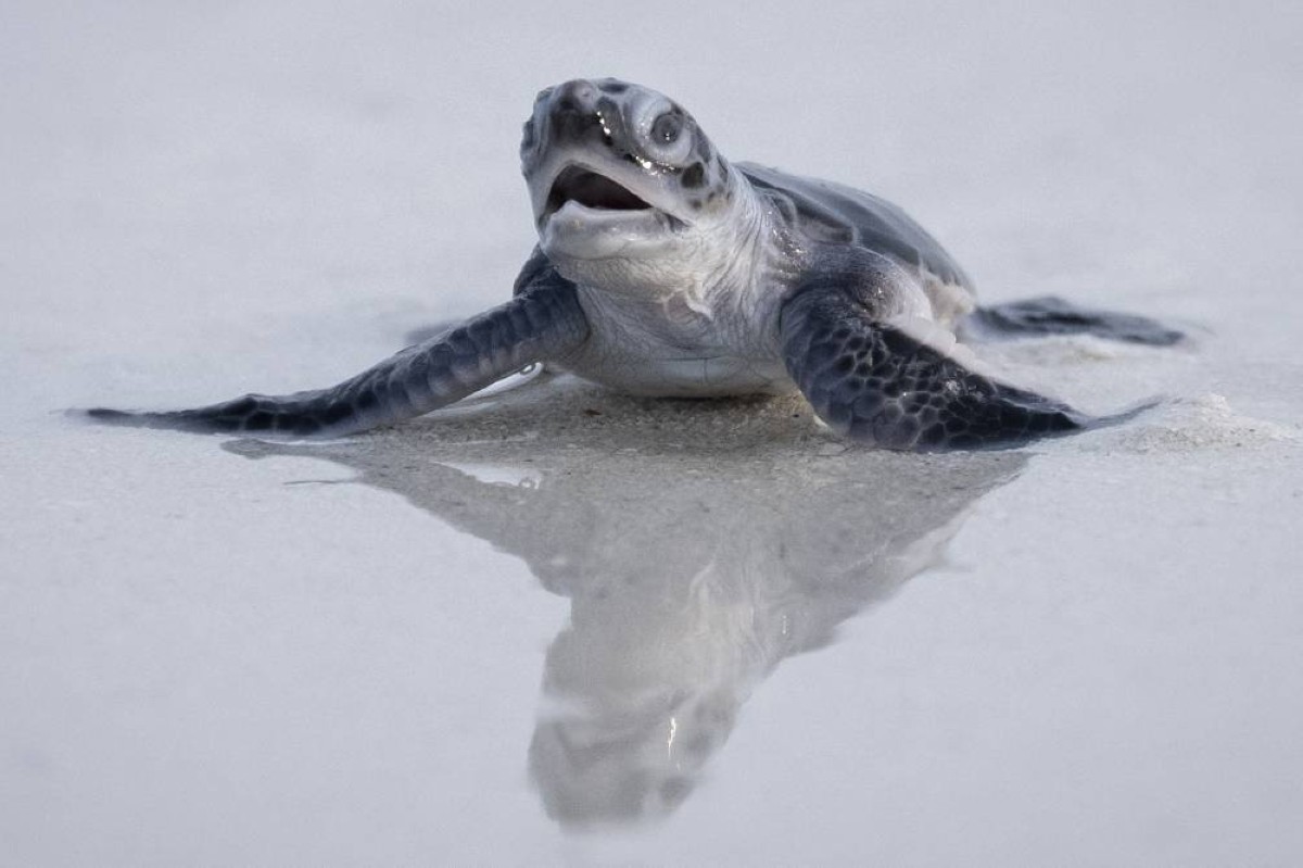 Green Turtles Leap From Endangered to Least Concern