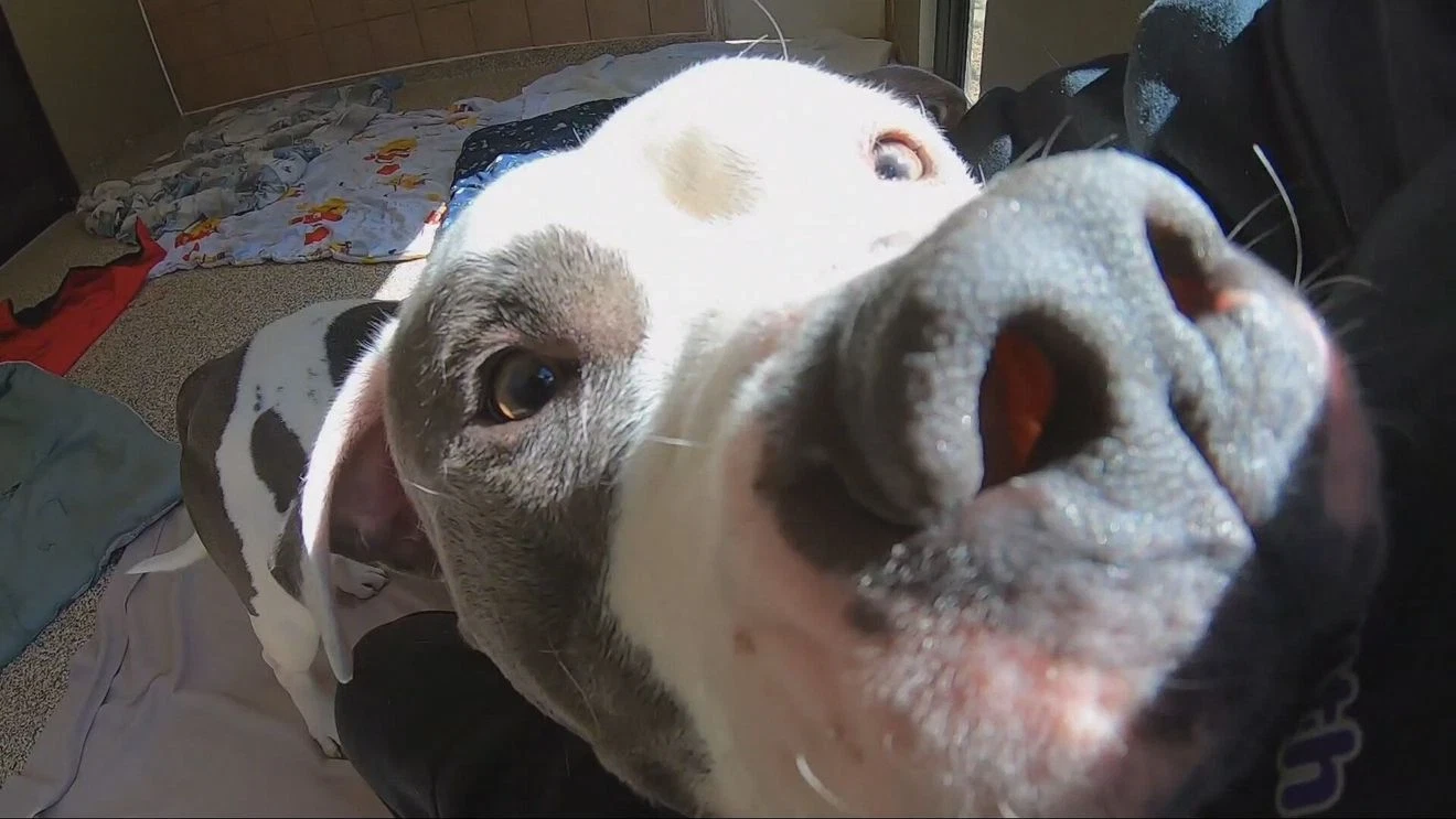 Duke, a friendly dog sitting calmly after completing behavioral training at Kentucky rescue facility