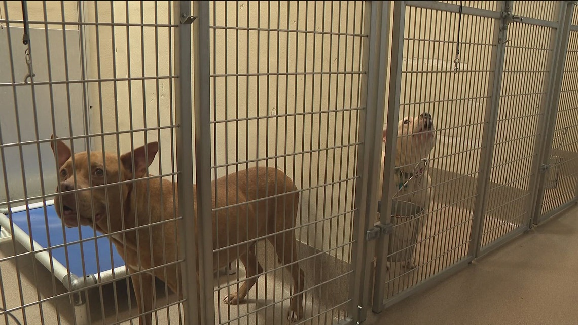 Georgia Volunteers Race to Save 19 Shelter Dogs by Friday