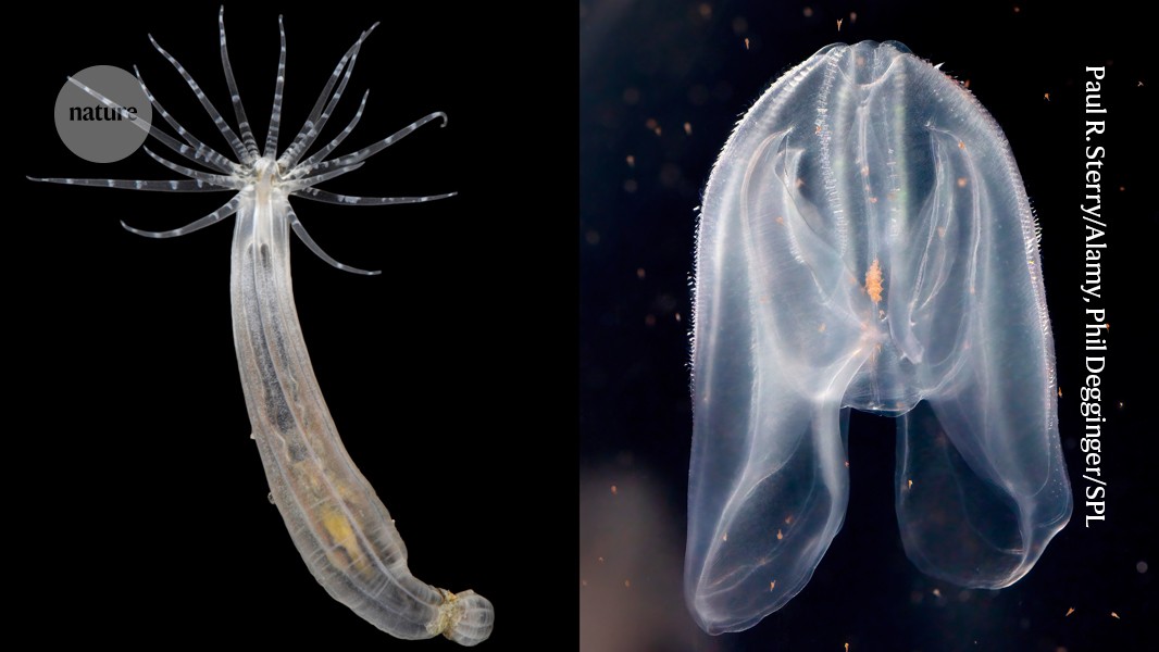 Scientists Transplant Cells Between Ancient Sea Creatures