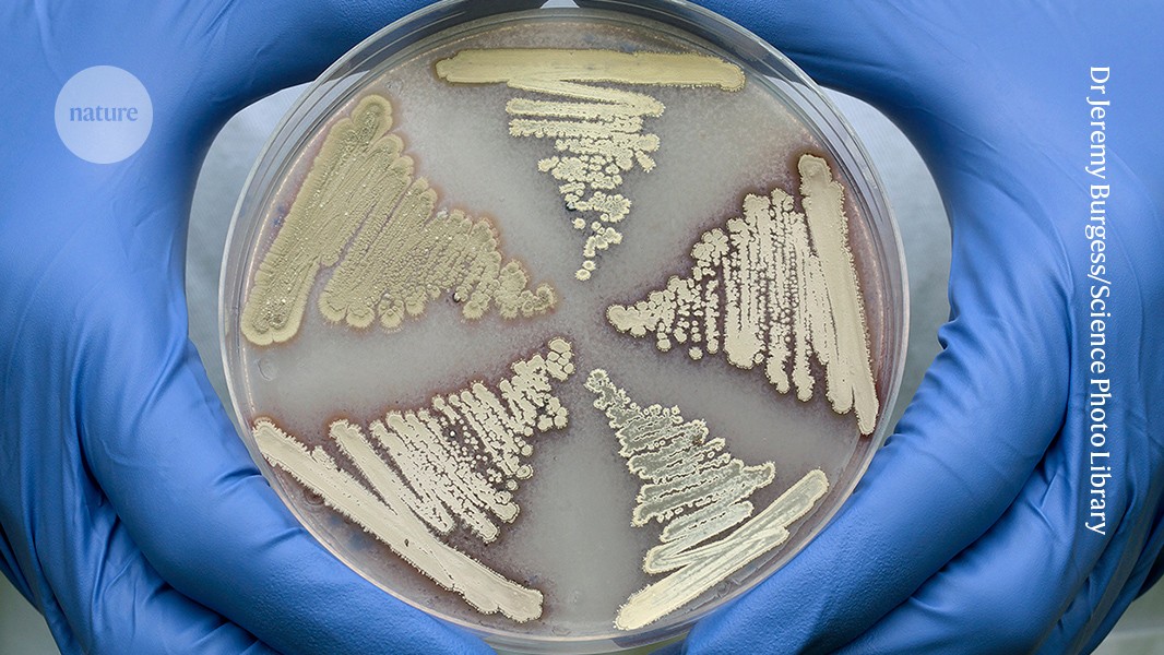 Soil Bacteria Offers New Weapon Against Superbugs