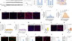 Scientists Map How Mouse Noses Actually Detect Smells - Image 4