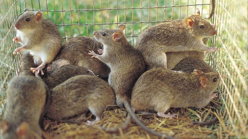 Nigeria Deploys Dialysis Machines to Fight Lassa Fever