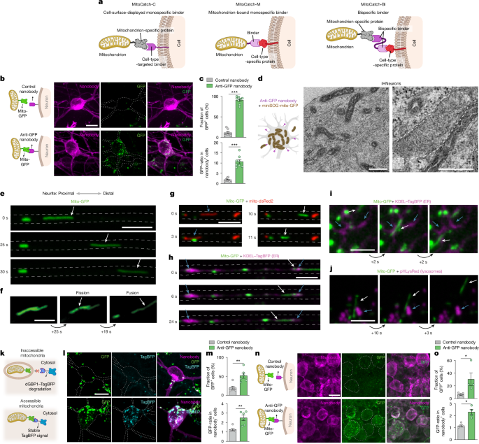 Scientists Deliver Healthy Cells to Rescue Dying Neurons