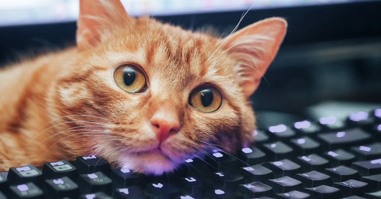 Cat Teaches Owner Hidden Computer Tricks by Walking on Keys