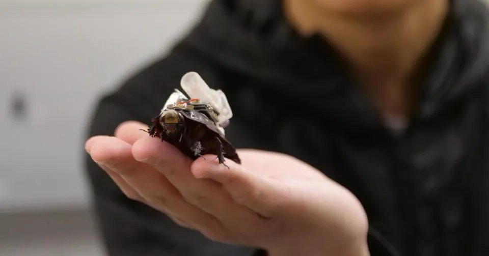 Giant burrowing cockroach equipped with injection mechanism and electrodes for remote control system