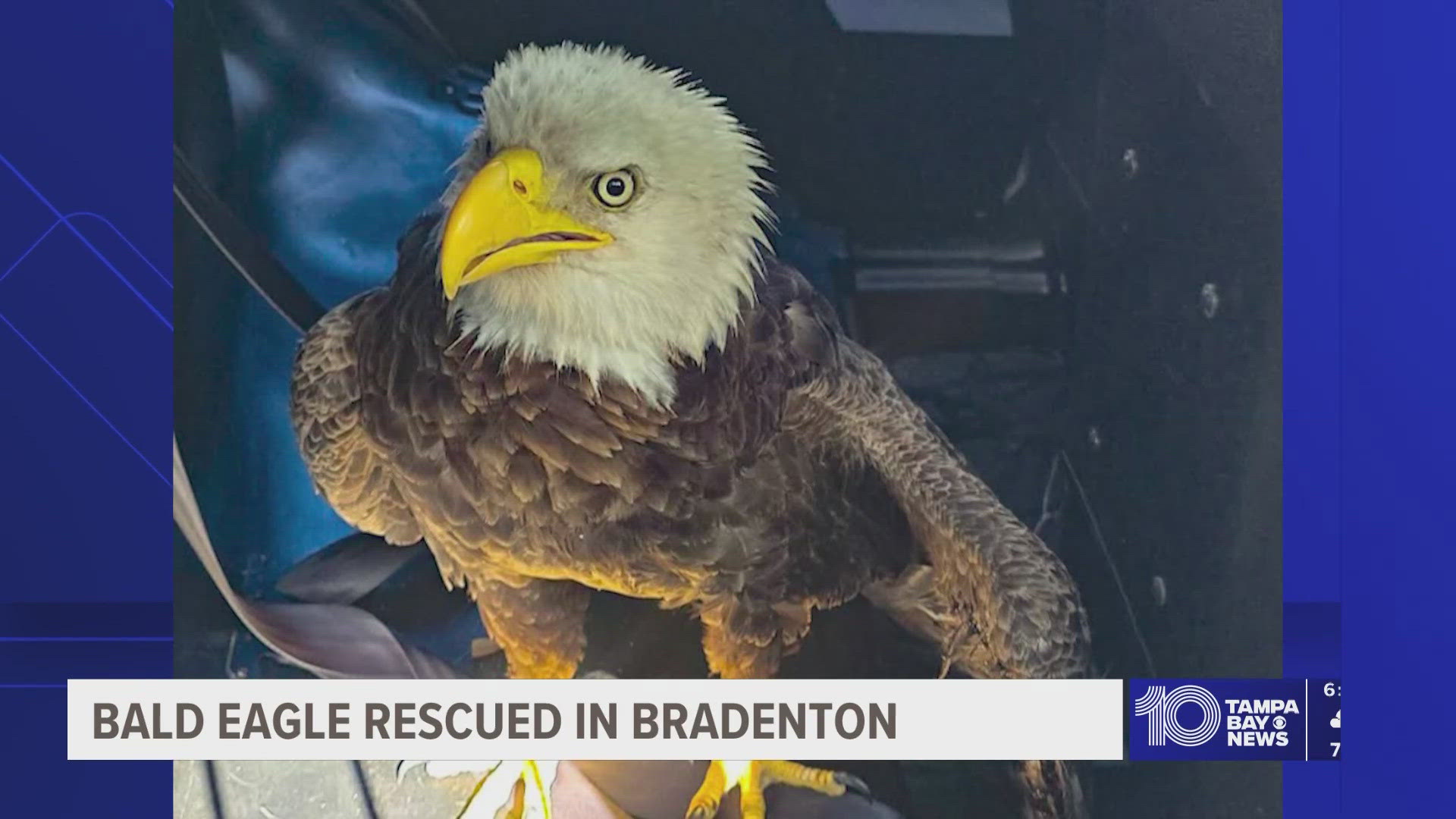 Bradenton Bald Eagle Saved by Quick-Thinking Resident - Image 2