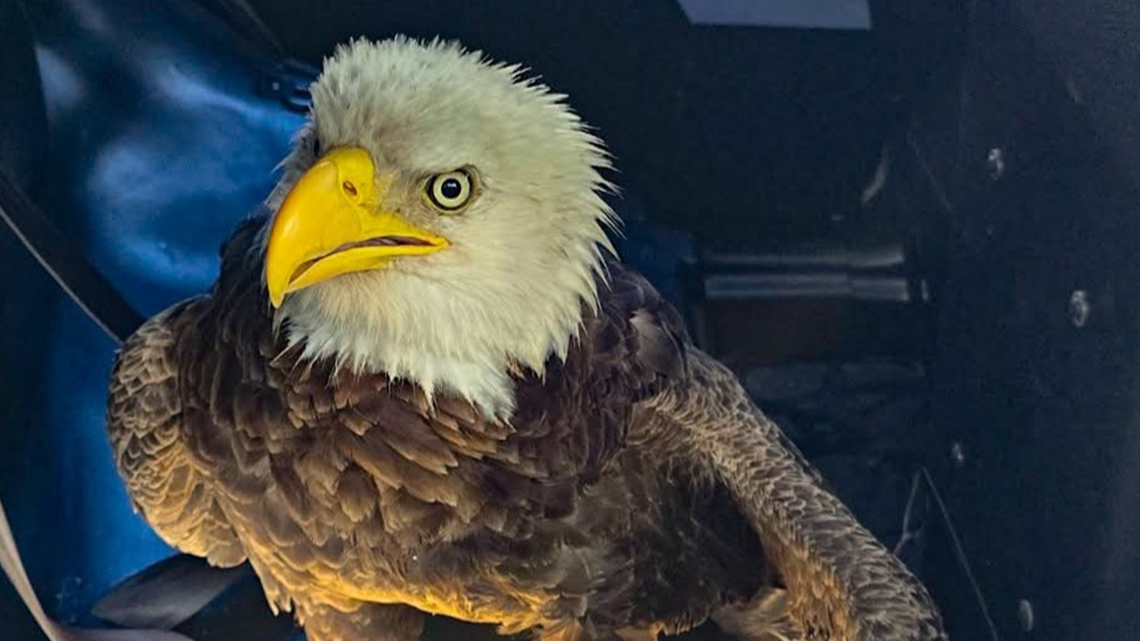 Bradenton police officers carefully place rescued bald eagle inside patrol car for transport