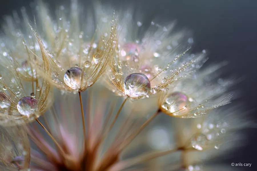 MIT: Rice Seeds Germinate 40% Faster When They Hear Rain