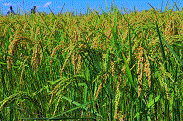 Ethiopia Plans to Plant 21.8 Million Hectares This Season