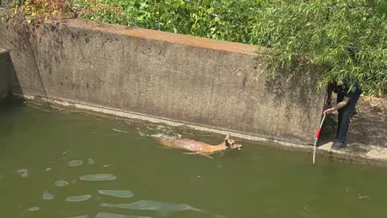 Tennessee Firefighters Save Deer Trapped in Pool
