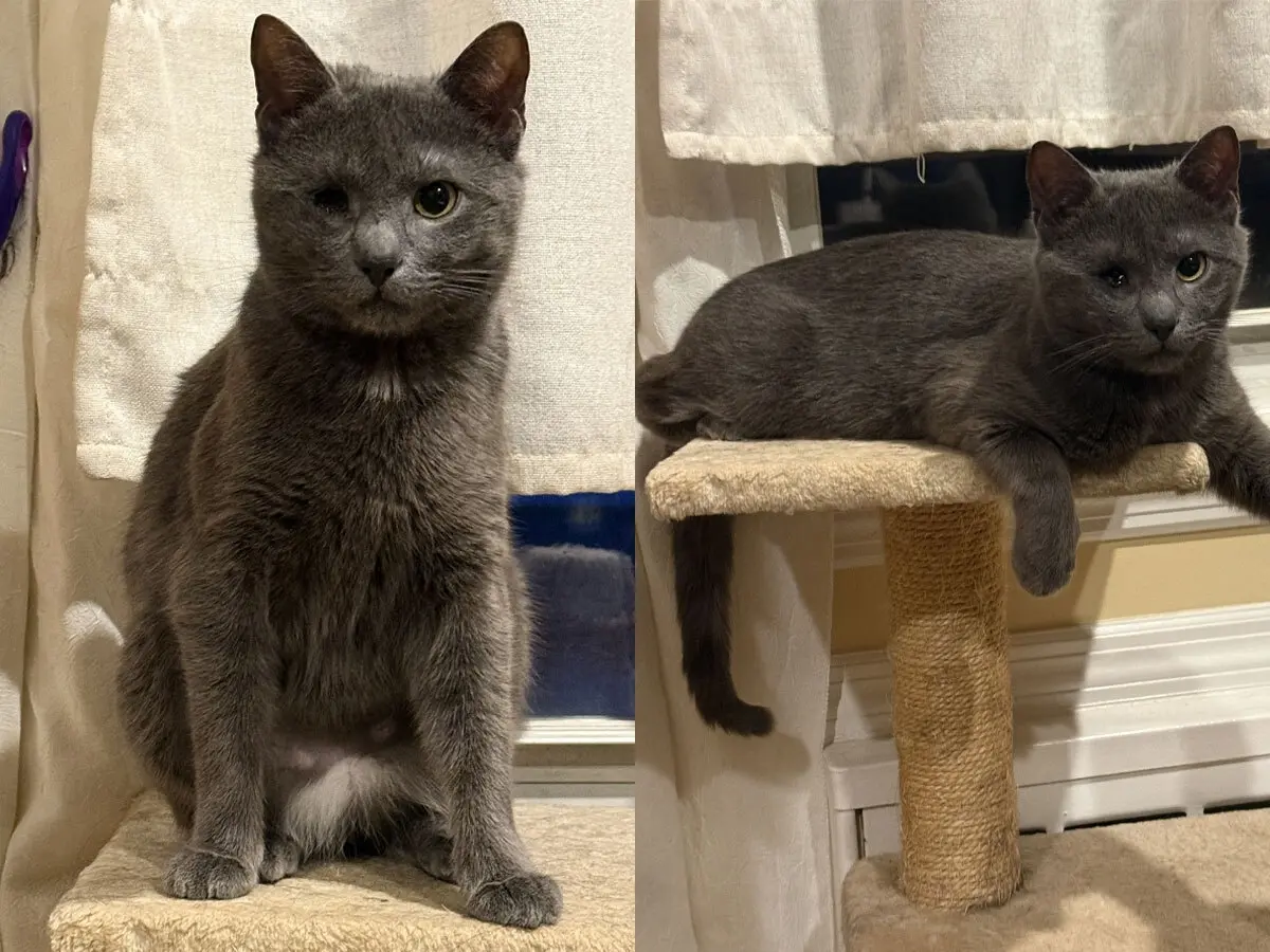 Rescued Cat Phoebe Waits for Her Forever Home in NY